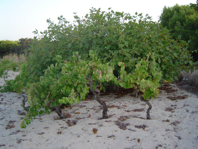 Dades de producció de Vi de la Terra Formentera en 2014 - Notícies - Illes Balears - Productes agroalimentaris, denominacions d'origen i gastronomia balear